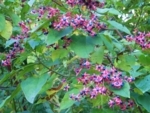 f:id:cykcyk:20171107112251j:image