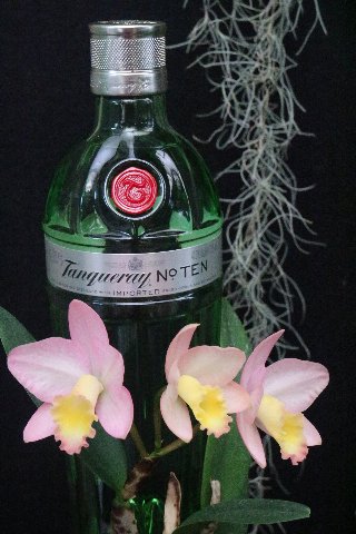 十角になっているのに気づきましたか タンカレー ナンバーテン ジンを楽しみ ジンで遊ぶ 十角になっているのに気づきましたか タンカレー ナンバーテン ジンを楽しみ ジンで遊ぶ