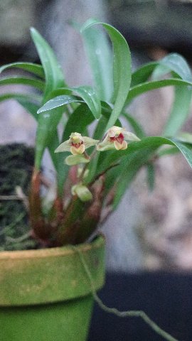 f:id:cymagin:20200312222150j:plain