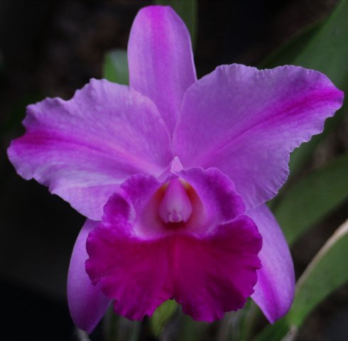 f:id:cymagin:20200601200504j:plain