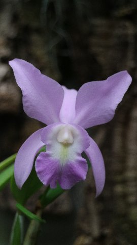 f:id:cymagin:20200719215331j:plain