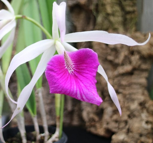 f:id:cymagin:20200803214735j:plain