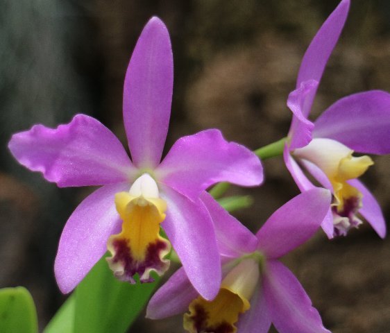 f:id:cymagin:20200805211650j:plain