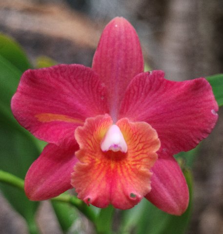 f:id:cymagin:20200811204237j:plain