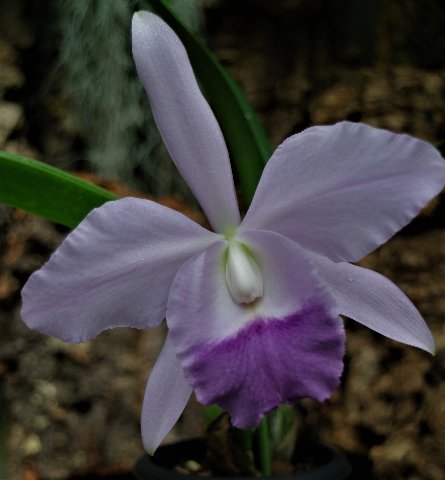 f:id:cymagin:20200822202257j:plain