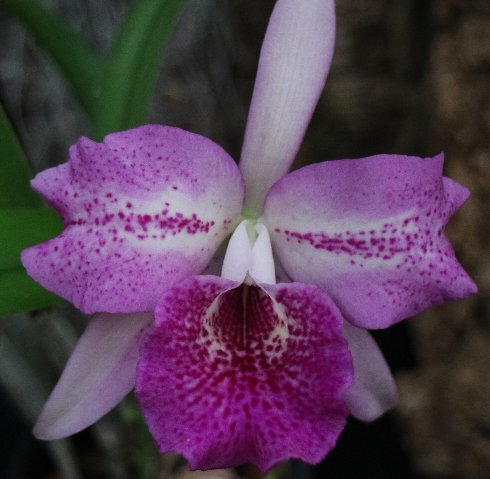 f:id:cymagin:20200913195541j:plain