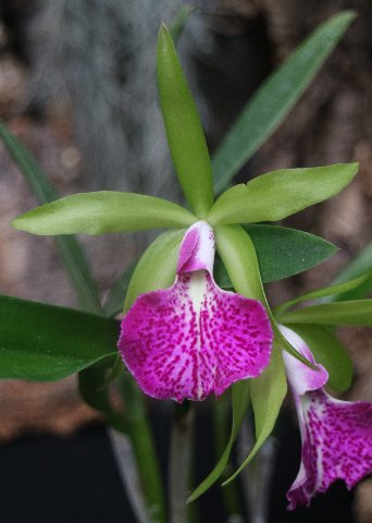 f:id:cymagin:20200916203942j:plain