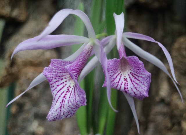 f:id:cymagin:20200916204539j:plain