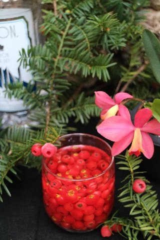 づけジン】「イチイ（オンコ）」を浸ける 超やば！ - ジンを楽しみ
