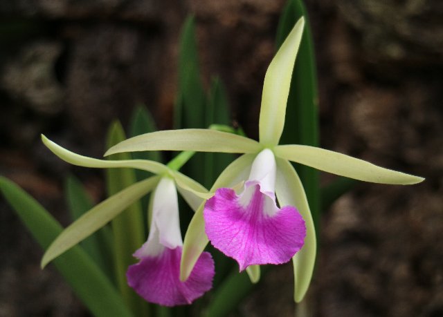 f:id:cymagin:20201019211315j:plain