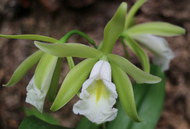 f:id:cymagin:20201019212201j:plain