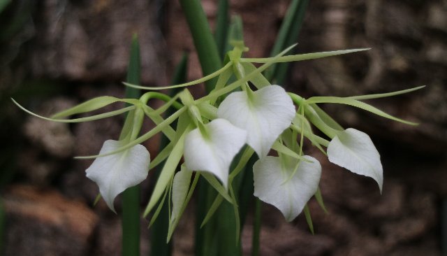 f:id:cymagin:20201019212855j:plain