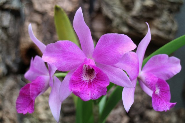 f:id:cymagin:20201105201708j:plain