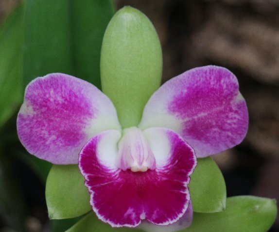 f:id:cymagin:20201121204203j:plain