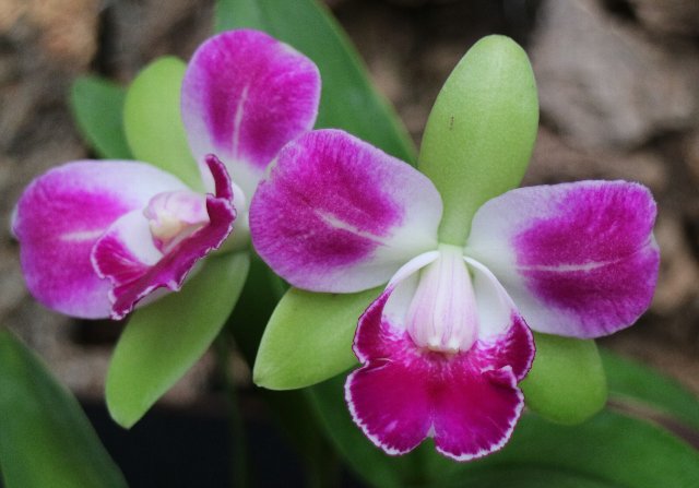 f:id:cymagin:20201121204844j:plain