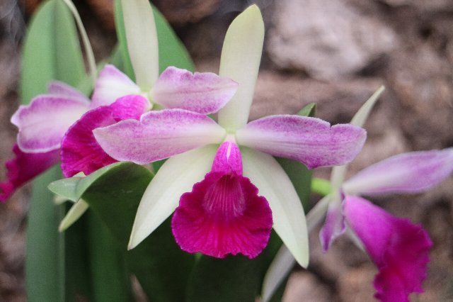 f:id:cymagin:20201204210434j:plain