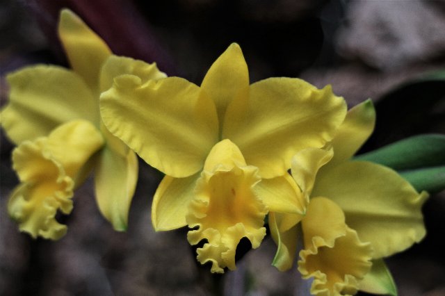 f:id:cymagin:20201211210550j:plain