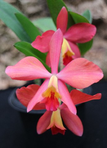 f:id:cymagin:20201216151433j:plain