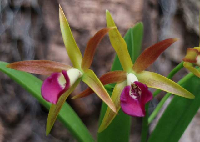 f:id:cymagin:20201216152606j:plain