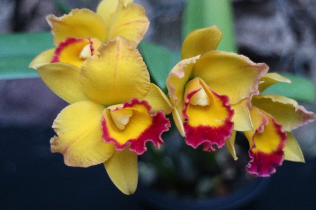 f:id:cymagin:20201231201845j:plain