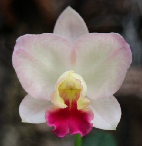 f:id:cymagin:20210117214152j:plain