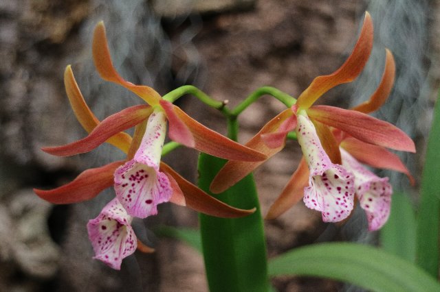 f:id:cymagin:20210117214745j:plain