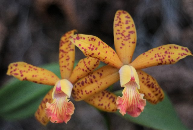 f:id:cymagin:20210130203309j:plain