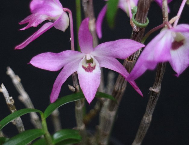 f:id:cymagin:20210208193739j:plain