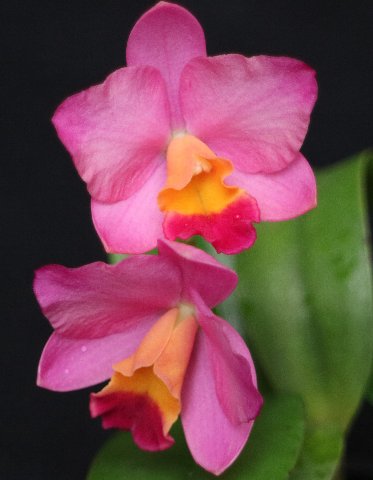 f:id:cymagin:20210208201345j:plain