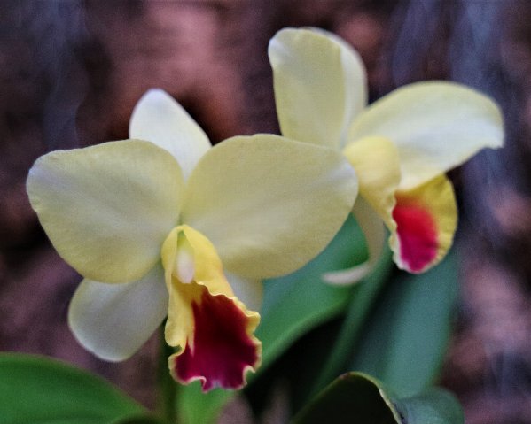 f:id:cymagin:20210217140327j:plain