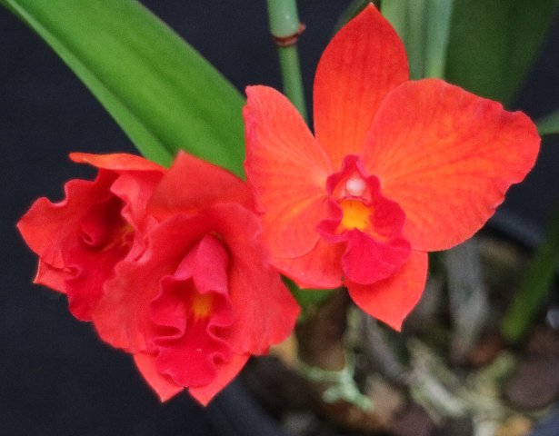 f:id:cymagin:20210217141206j:plain