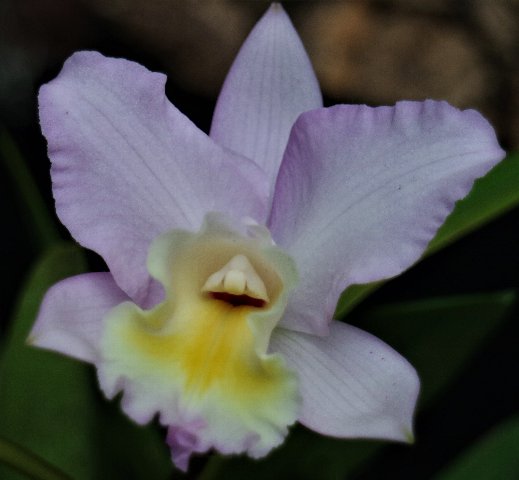 f:id:cymagin:20210217142342j:plain