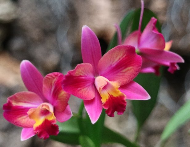 f:id:cymagin:20210217142833j:plain