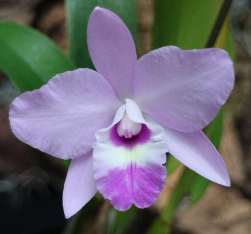 f:id:cymagin:20210217144517j:plain