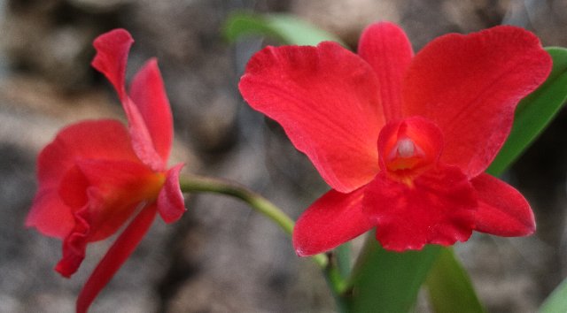 f:id:cymagin:20210302214400j:plain