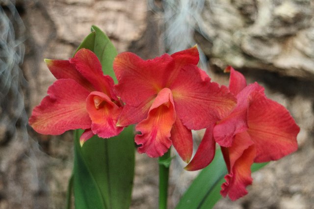 f:id:cymagin:20210316214139j:plain