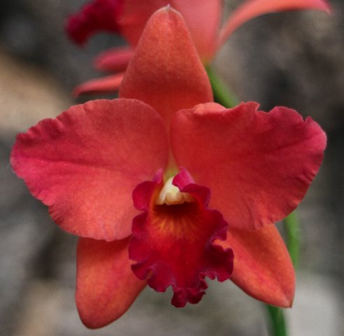 f:id:cymagin:20210408200007j:plain