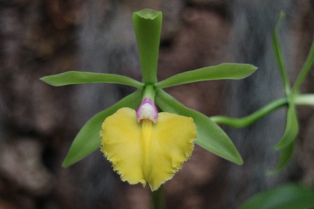 f:id:cymagin:20210408201949j:plain