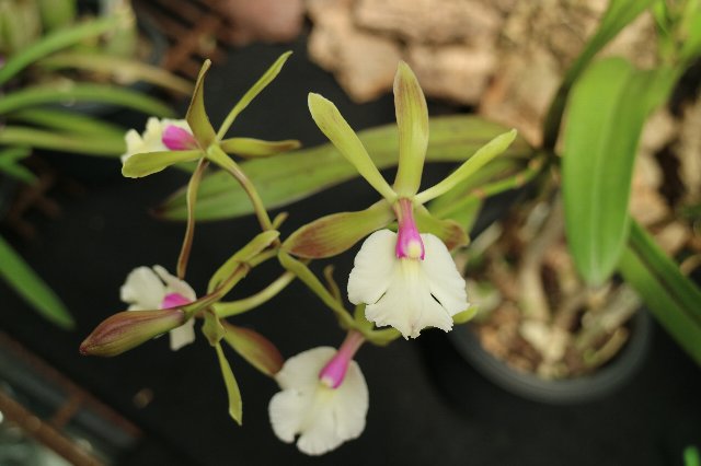 f:id:cymagin:20210501222807j:plain