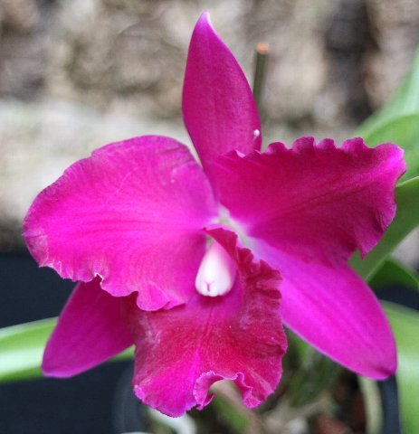 f:id:cymagin:20210518211211j:plain