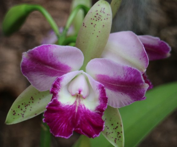 f:id:cymagin:20210621205609j:plain