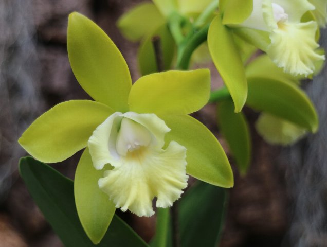 f:id:cymagin:20210621210053j:plain