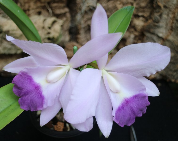 f:id:cymagin:20210812201354j:plain