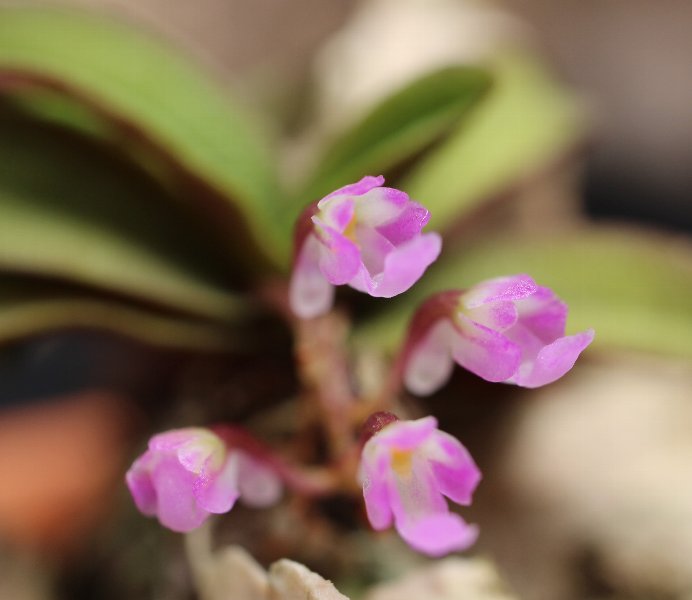 f:id:cymagin:20210817220523j:plain