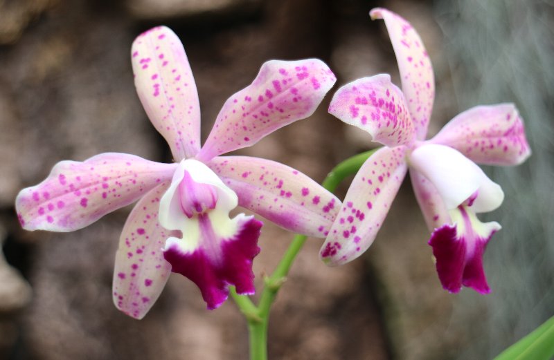 f:id:cymagin:20210817221359j:plain