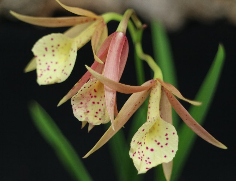 f:id:cymagin:20210817222536j:plain