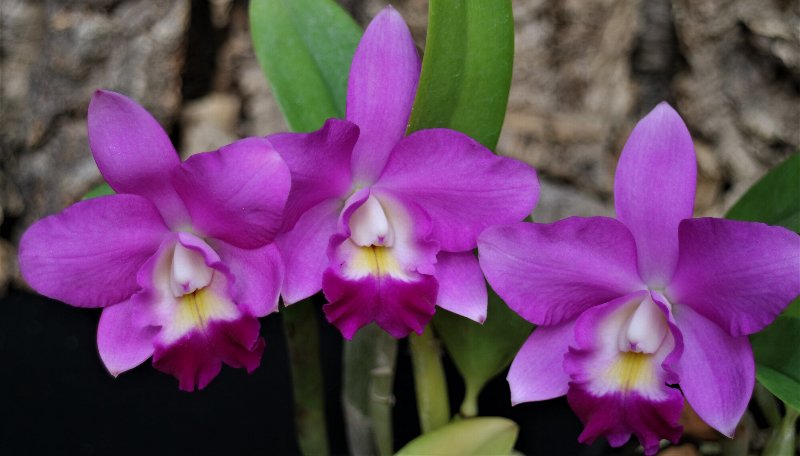 f:id:cymagin:20211023204201j:plain