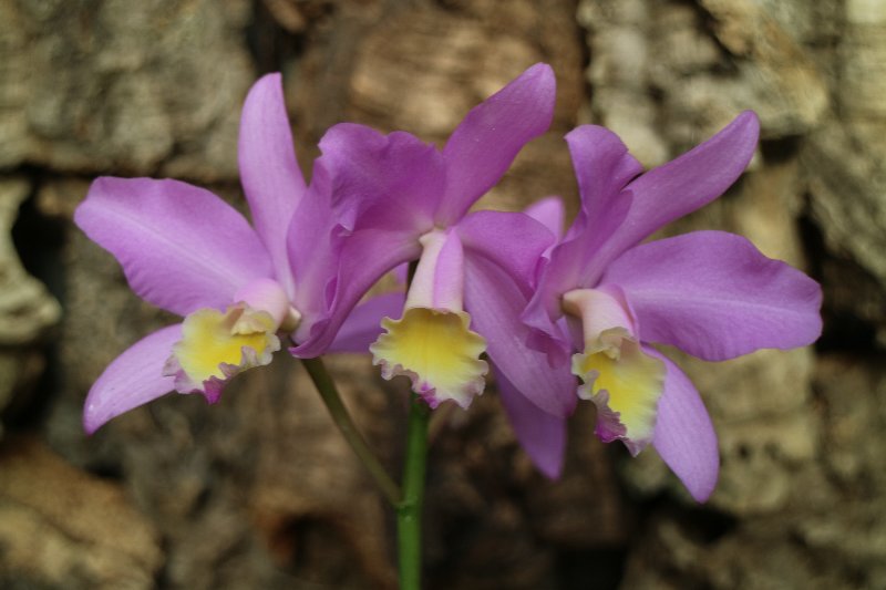 f:id:cymagin:20211023204728j:plain