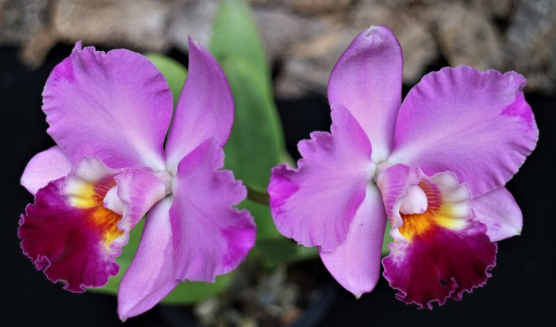 f:id:cymagin:20211023205814j:plain