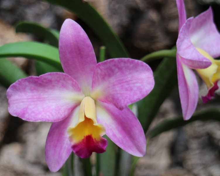 f:id:cymagin:20211023210651j:plain